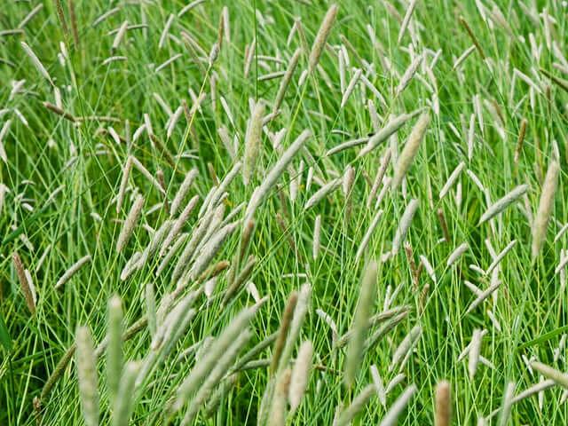 Семена «Тимофеевка луговая» опт фото 1