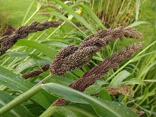 Семена «Пайза» опт фото 1