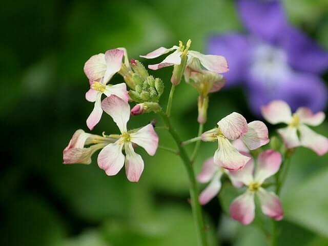 Семена «Редька масличная» опт фото 1