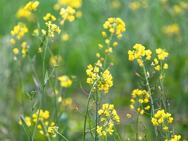 Семена «Горчица» опт фото 1