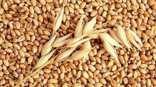 Семена пшеницы яровой «Эстер» РС-3 опт фото 1