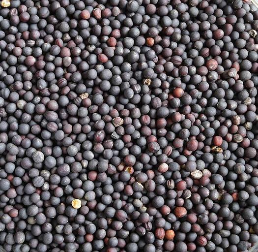 Семена рапса ярового инкрустированного «Визит» ЭС опт фото 1