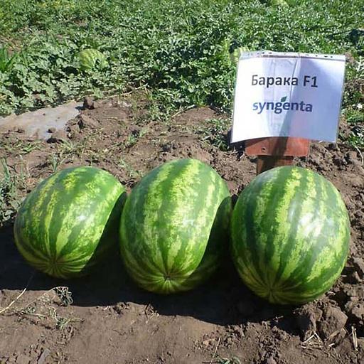 Семена арбуза Syngenta «Барака» F1 опт фото 1