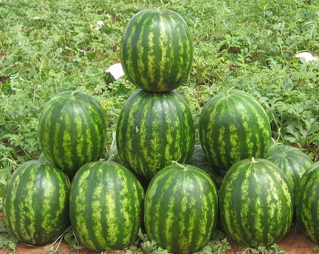 Семена арбуза Syngenta «Бархан» F1 опт фото 1