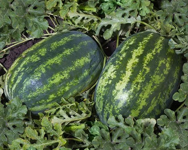 Семена арбуза Syngenta «Поларис» F1 опт фото 1