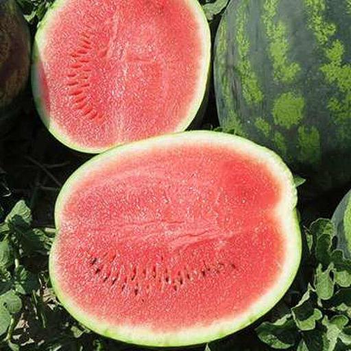 Семена арбуза Syngenta «Романза» F1 опт фото 1