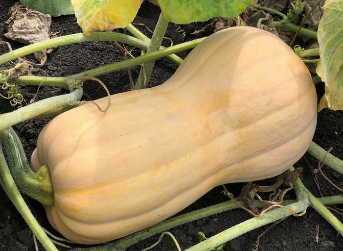 Семена тыквы Enza Zaden «Матильда» F1 опт фото 1