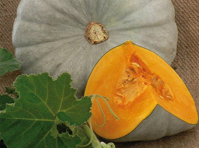 Семена тыквы Enza Zaden «Сампсон» F1 опт фото 1