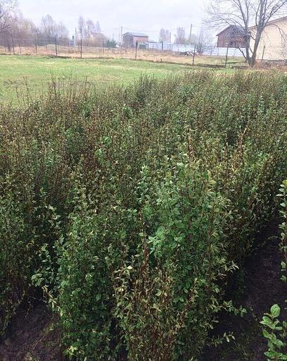 Саженцы Кизильника блестящего ЭЛИТ опт фото 1