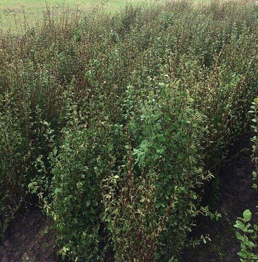 Саженцы Кизильника в открытом и закрытом грунте опт фото 1