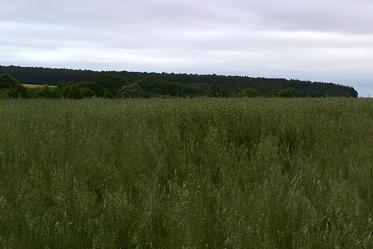 Овес «Скакун РС-1» опт фото 1