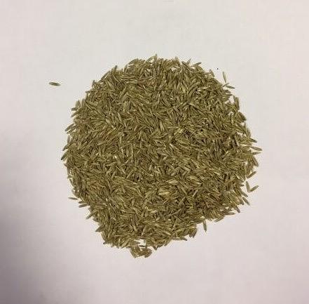 Семена Райграса пастбищного «Вик 66 РС-2» опт фото 1