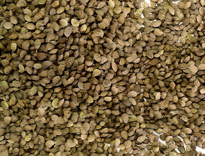 Семена Эспарцета «Песчаный 1251 РС-3» опт фото 1