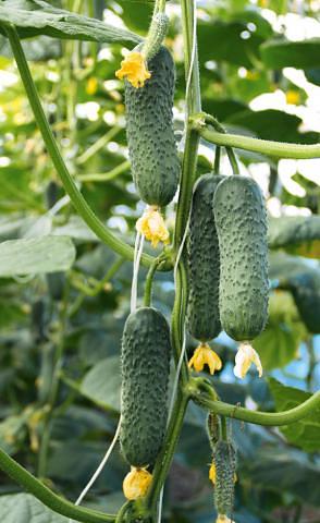 Семена огурца F1 «Сотник» опт фото 1