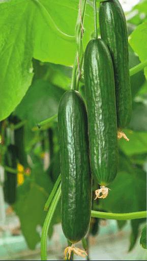 Семена огурца F1 «Метренг» опт фото 1