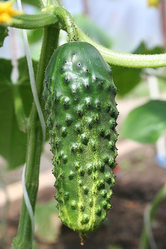 Семена огурца F1 «Мурашка» опт фото 2