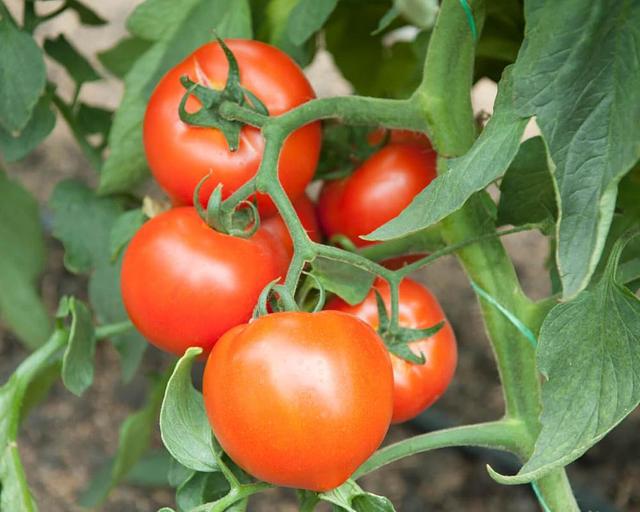 Семена томатов F1 «Рахат» опт фото 2