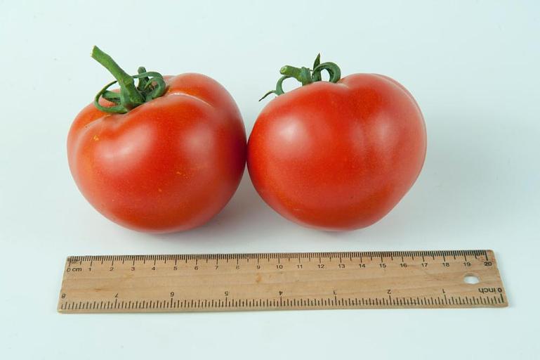 Семена томатов F1 «Рахат» опт фото 5