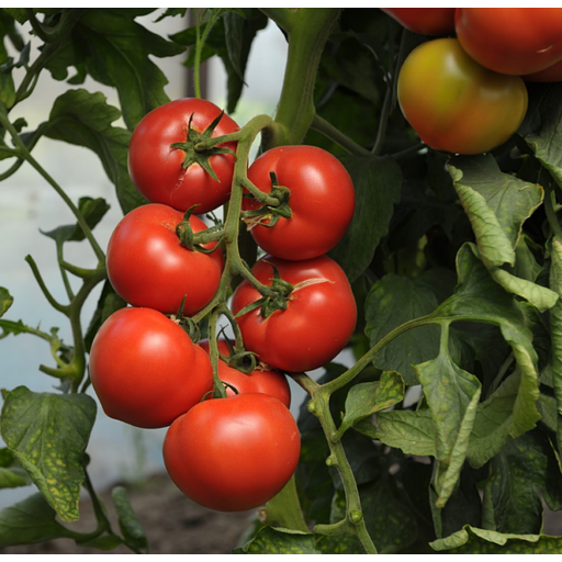 Семена томатов F1 «Пантера» опт фото 1