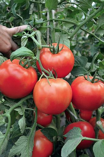 Семена томатов F1 «Хабль» опт фото 1