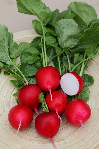 Семена редиса «F1 Рембо» опт фото 2