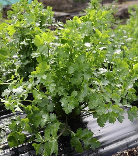 Семена кориандра «Арго» опт фото 2