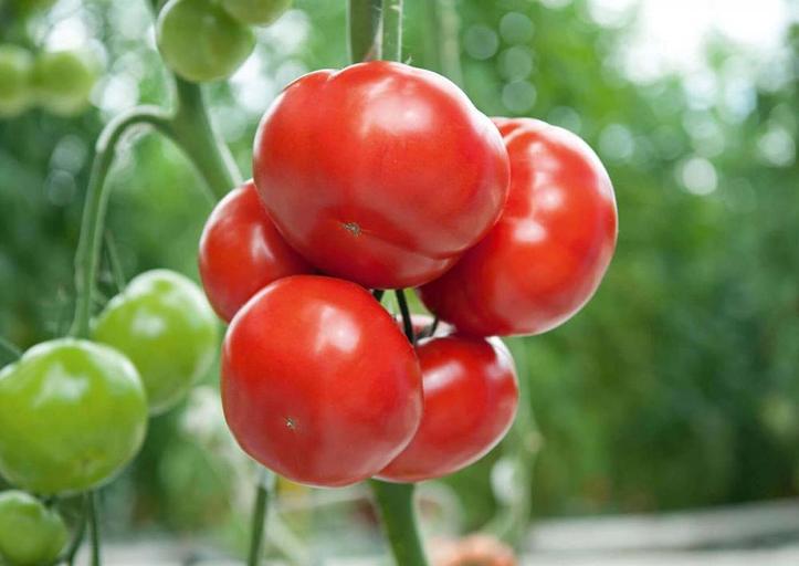 Семена томатов F1 «Беркат» опт фото 1