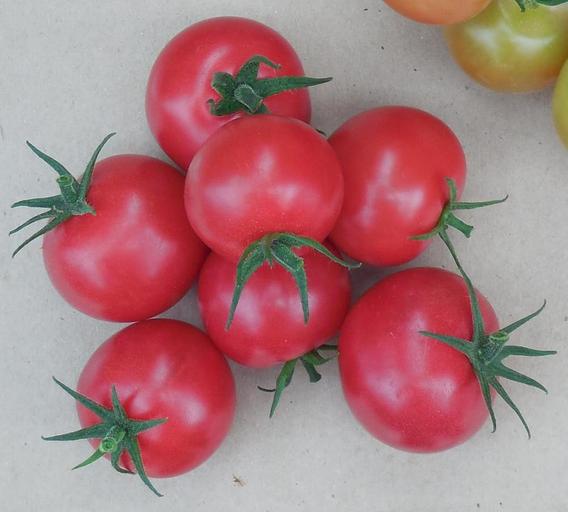 Семена томатов F1 «Малибу» опт фото 1