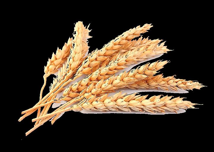 Семена озимой пшеницы «Шарм» опт фото 1