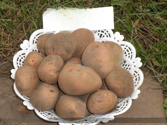 Картофель семенной сорт «Саровский» (супер элита) ОПТ фото 1