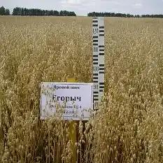 Овес яровой сорт «Егорыч» ОПТ фото 1