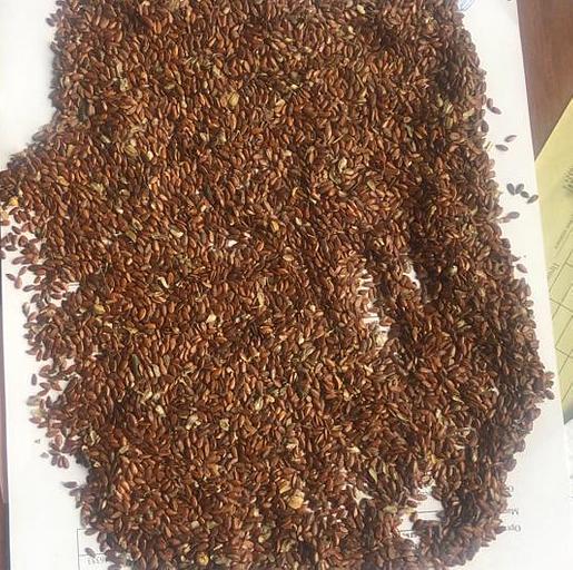 Семена льна ОПТ фото 1