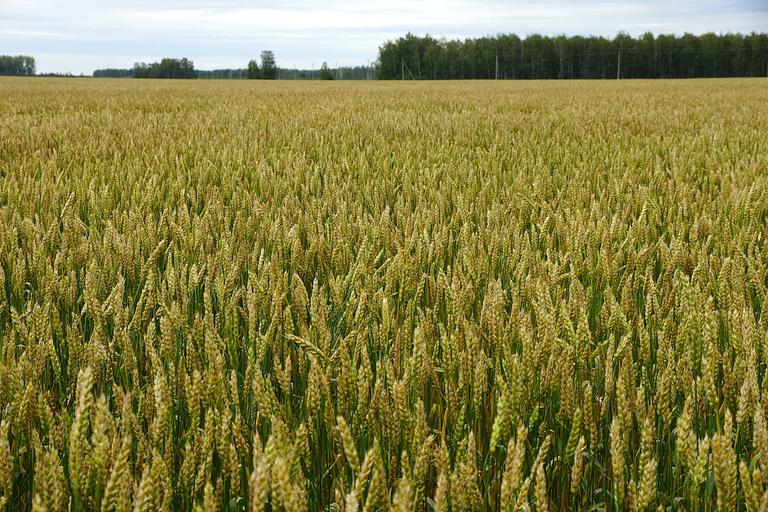 Пшеница яровая мягкая сорт «Тулунская 11» (ОС, ПР-2), (ЭС) ОПТ фото 1