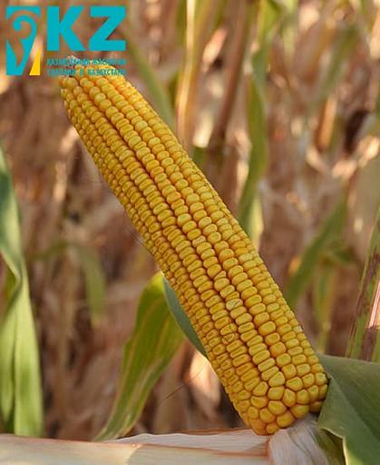 Семена кукурузы «Каз-ЗП 509» опт фото 1