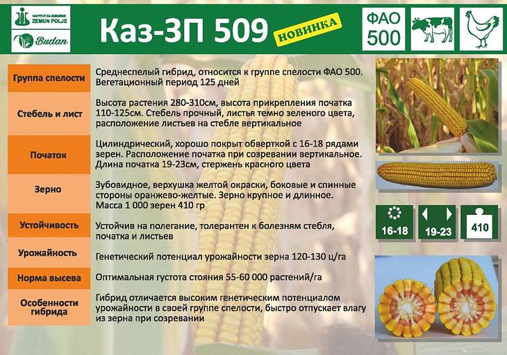 Семена кукурузы «Каз-ЗП 509» опт фото 2
