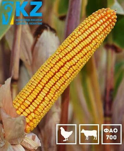 Семена кукурузы «ЗПСК 704» опт фото 1