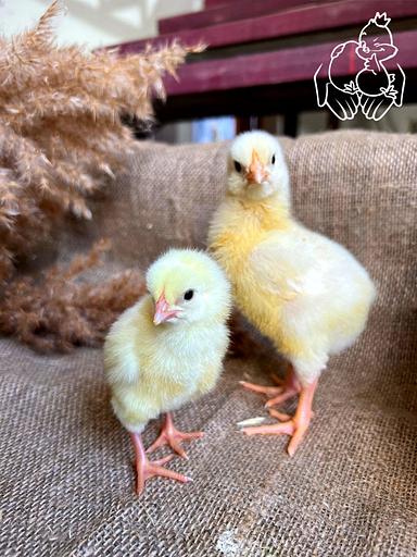 Цыплёнок бройлер 7 суток ОПТ фото 1