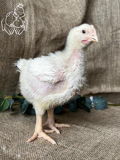 Цыплёнок бройлер 21 день ОПТ фото 1