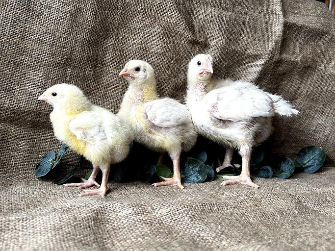 Цыплёнок бройлер 30 дней ОПТ фото 1