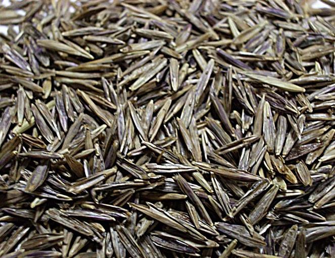 Семена костреца безостого фото 2