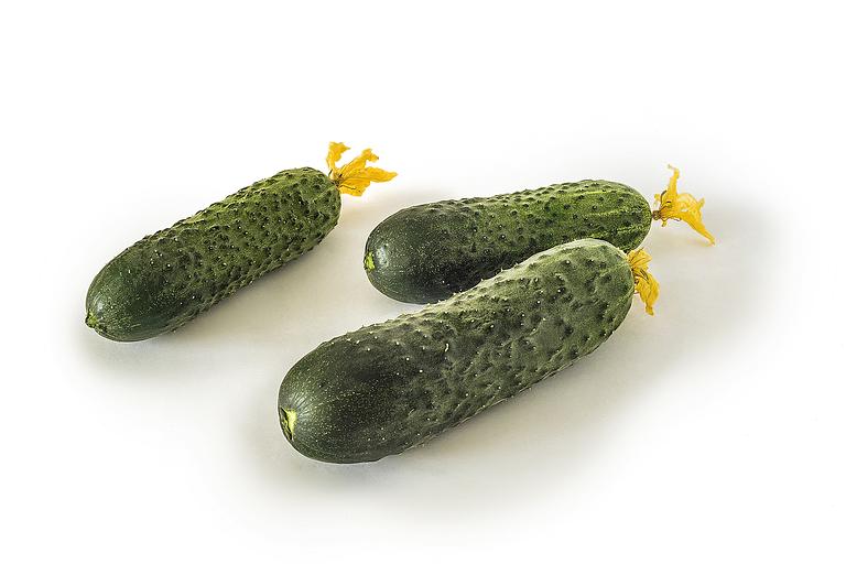 Огурец короткоплодный опт фото 1