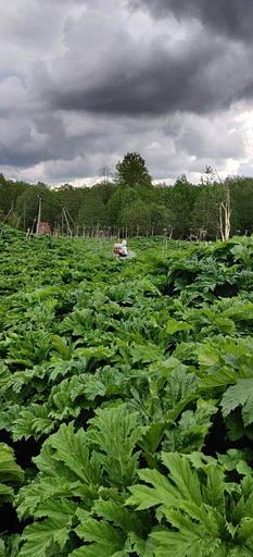 Услуга по акарицидной обработке объектов от клещей в Твери и Тверской области фото 10