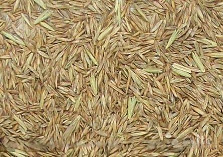 Овсяница тросниковая сорт «Лосинка» опт фото 1