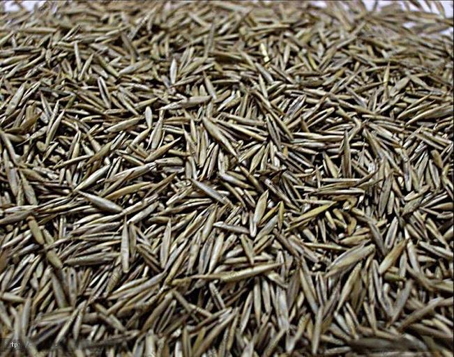 Семена овсяницы красной опт фото 1