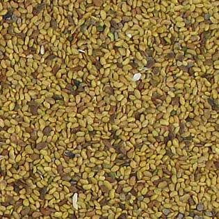 Семена козлятника фото 1