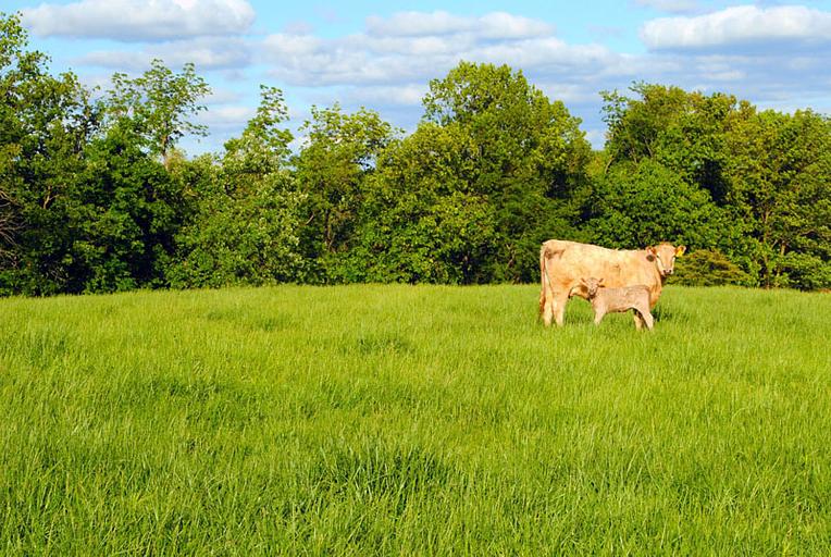 Травосмесь «Универсальная» фото 1