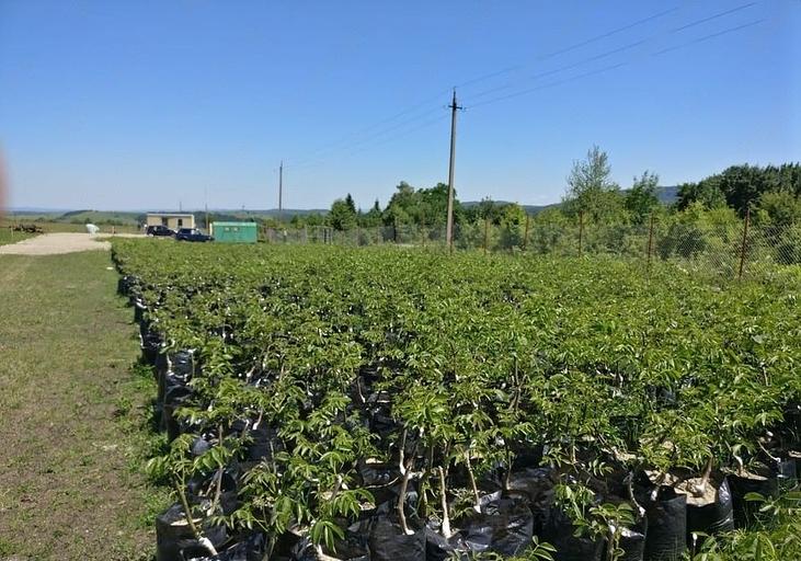 Саженцы привитого грецкого ореха Чандлер в горшках опт фото 1