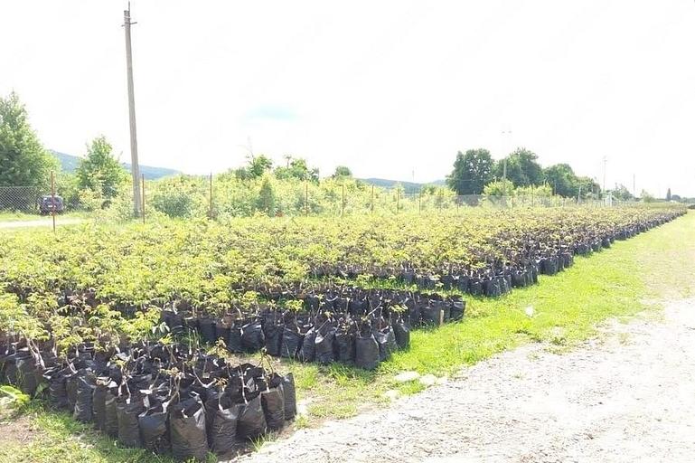 Саженцы привитого грецкого ореха Чандлер в горшках опт фото 2