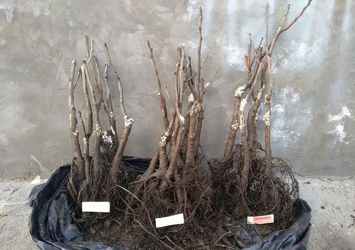 Саженцы привитого грецкого ореха Чандлер в горшках опт фото 3