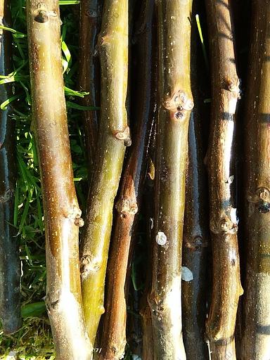 Саженцы привитого грецкого ореха Чандлер в горшках опт фото 4